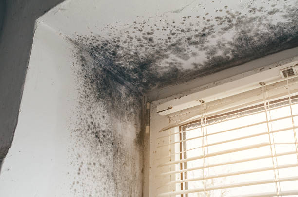 Affordable Mold Cleanup solutions in Lexington, MN